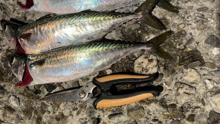 大サバ回遊アリ!