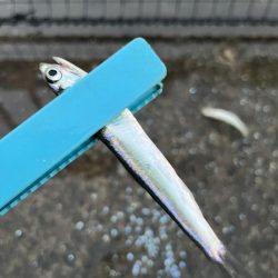 豆アジ回遊中