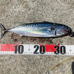 カツオが食べたい