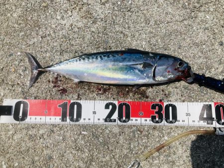 カツオが食べたい