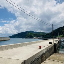 ソウダガツオどこ行った？