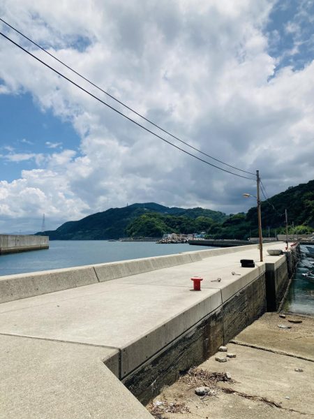 ソウダガツオどこ行った？