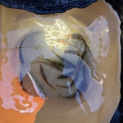 まだまだ豆アジ回遊中