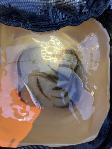 まだまだ豆アジ回遊中