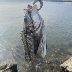 島田川でトップチヌ