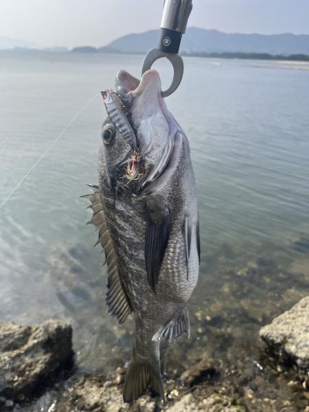 島田川でトップチヌ