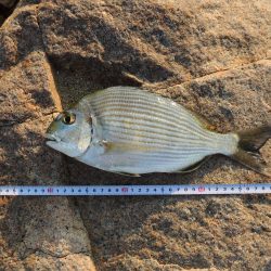 猛暑のキス釣り