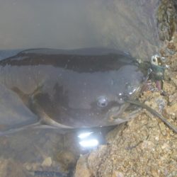 7月のナマズバス