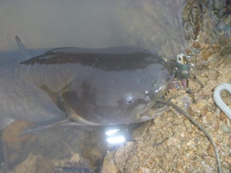 7月のナマズバス