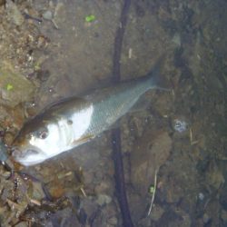 スピナベでバス