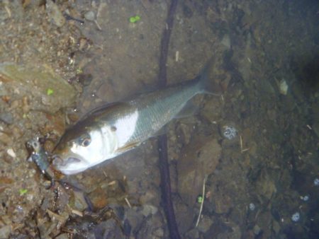 スピナベでバス