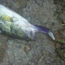 シャッドでバス