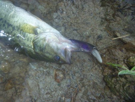 シャッドでバス