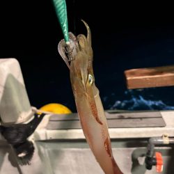 鳥取イカメタル