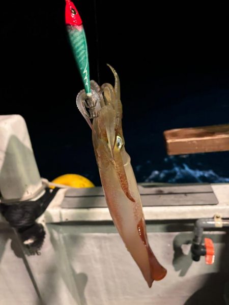 鳥取イカメタル