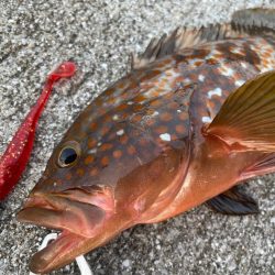 デイアコウがんばる・・・アコウ1・タコ少々