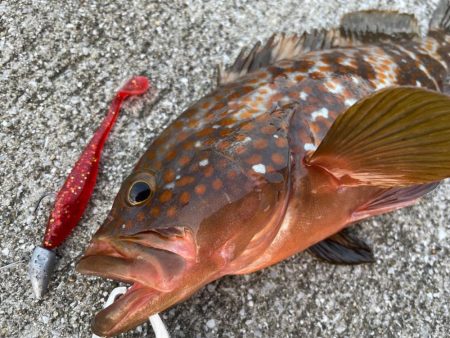 デイアコウがんばる・・・アコウ1・タコ少々