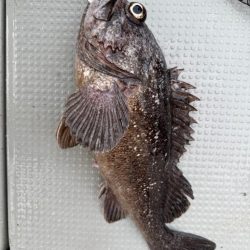 函館沖、タイラバ