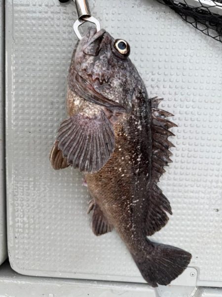 函館沖、タイラバ