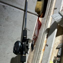 鳥取ケンサキイカ