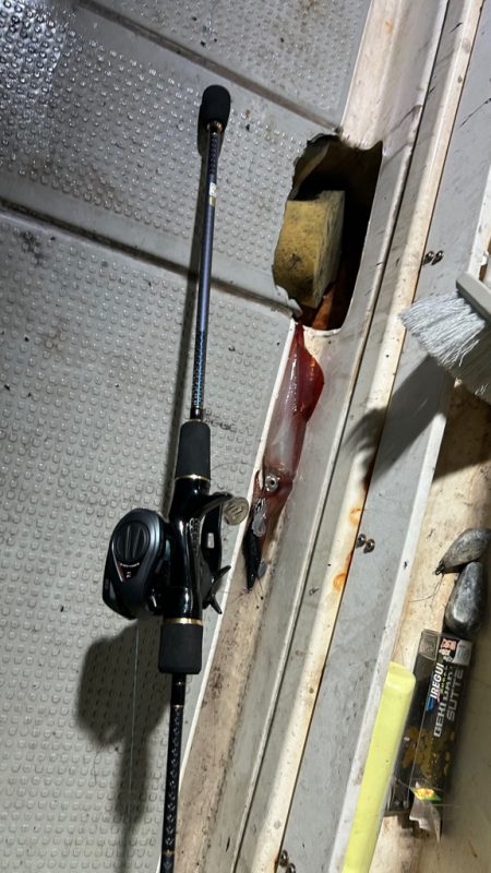 鳥取ケンサキイカ