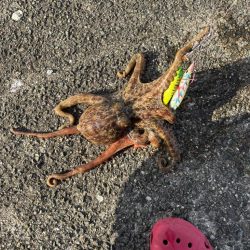 タコリベンジ!!