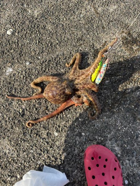 タコリベンジ!!