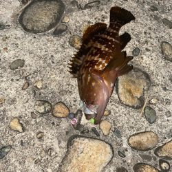 キジハタ&カサゴ　