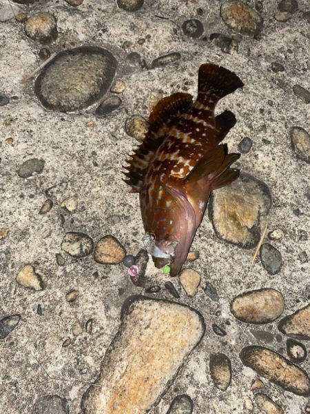 キジハタ&カサゴ　