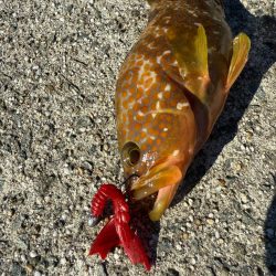 ロックフィッシュ