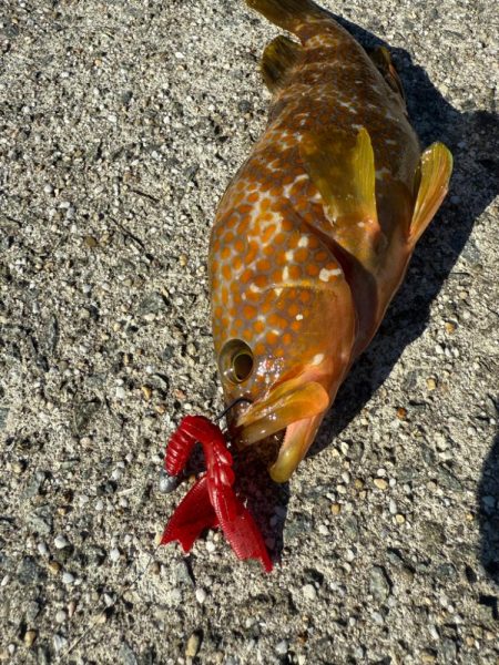 ロックフィッシュ