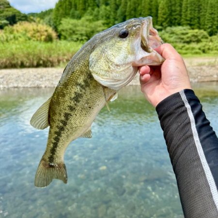 夏といえば…⁇☀️