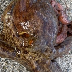 【タコフィネス】タコ1kg弱を頭に4杯で計2kg