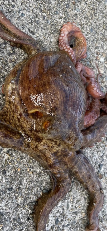 【タコフィネス】タコ1kg弱を頭に4杯で計2kg