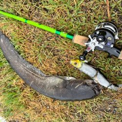 やっとこビックベイトで釣れた！！