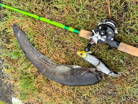 やっとこビックベイトで釣れた！！