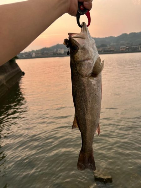 今日はシーバスの気分だった
