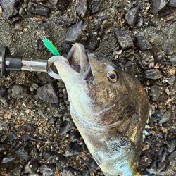 橋脚を狙ってミノーをキャスト！