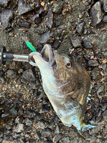 橋脚を狙ってミノーをキャスト！