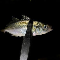 豆しか居ない〜笑笑