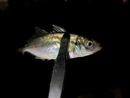 豆しか居ない〜笑笑