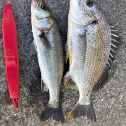 暑い中エビ撒きでセイゴ釣れました