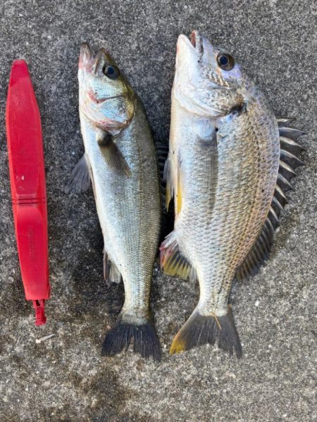 暑い中エビ撒きでセイゴ釣れました