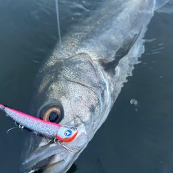 リバーシーバス