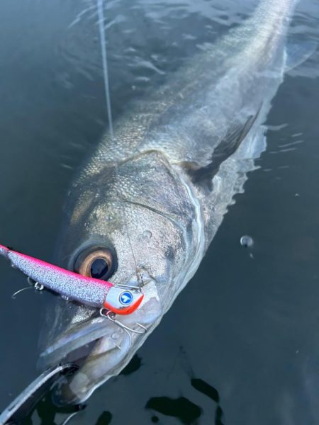 リバーシーバス