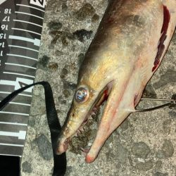 淡路島初夏の名物