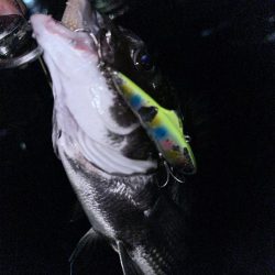 爆風の中の貴重なおチヌさん！