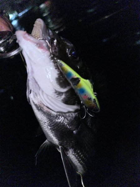 爆風の中の貴重なおチヌさん！