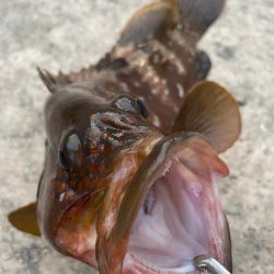 デイアコウがんばる・・・アコウ1・タコ少々