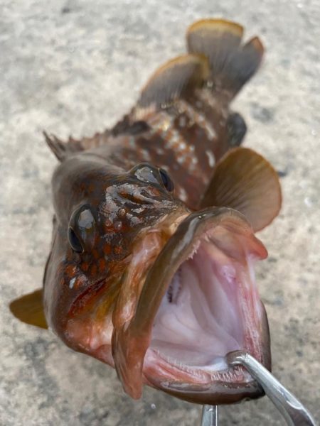 デイアコウがんばる・・・アコウ1・タコ少々